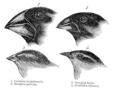 Four or the species of finch observed by Darwin on the Galapagos Islands