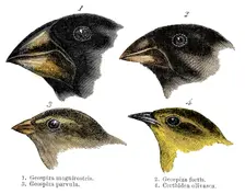 Four or the species of finch observed by Darwin on the Galapagos Islands
