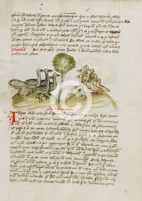 Four Peacocks; Fables, third quarter of 15th century. Creator: Unknown.