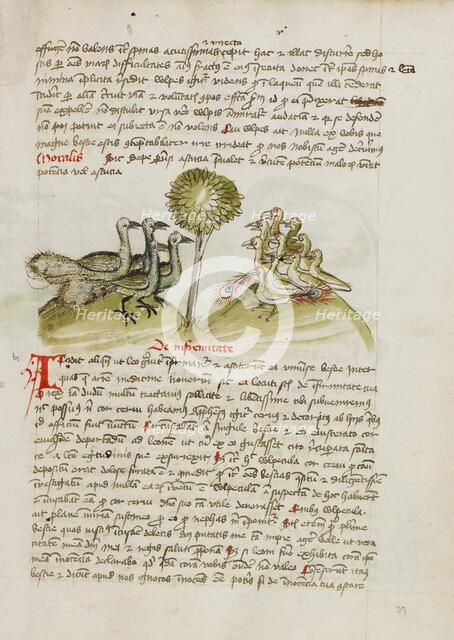 Four Peacocks; Fables, third quarter of 15th century. Creator: Unknown.