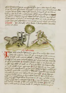 Four Peacocks; Fables, third quarter of 15th century. Creator: Unknown