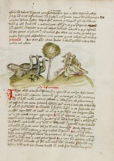 Four Peacocks; Fables, third quarter of 15th century. Creator: Unknown