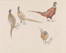 Four pheasants, 1864-1936. Creator: Johannes Cornelis van Essen