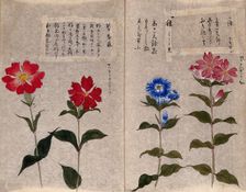 Four plants, possibly pinks (Dianthus species): flowering stems. Creator: Unknown