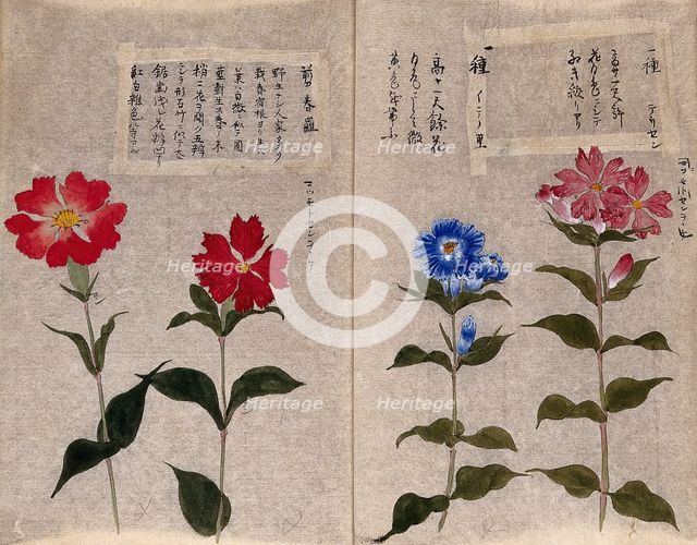 Four plants, possibly pinks (Dianthus species): flowering stems. Creator: Unknown.