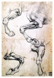 Four studies of horses legs c1500. Artist: Leonardo da Vinci