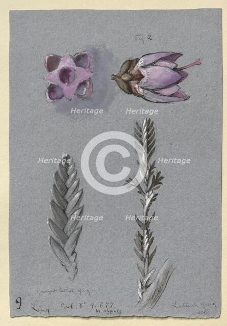 Four Studies of Ling, probably 14 September 1869. Artist: John Ruskin.