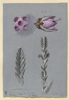 Four Studies of Ling, probably 14 September 1869. Artist: John Ruskin