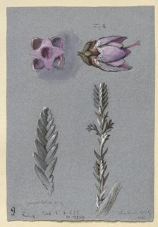 Four Studies of Ling, probably 14 September 1869. Artist: John Ruskin