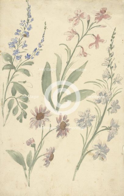 Four studies of pink and blue flowers, 1677-1755. Creator: Elias van Nijmegen.