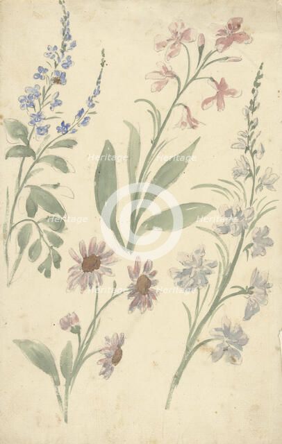 Four studies of pink and blue flowers, 1677-1755. Creator: Elias van Nijmegen.