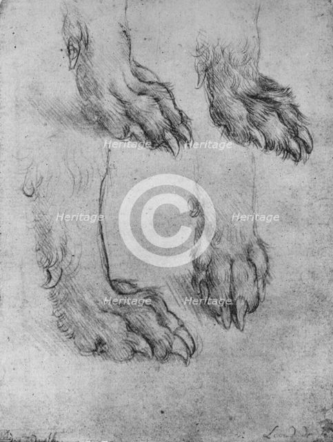 'Four Studies of the Paws of a Dog or Wolf', c1480 (1945). Artist: Leonardo da Vinci.