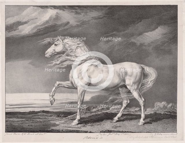 Fourteen Celebrated Horses: Adonis, 1824. Creator: James Ward (British, 1769-1859).