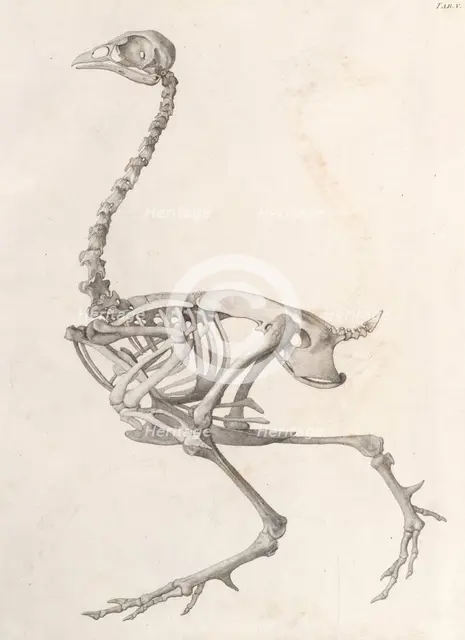 Fowl  Skeleton:  lateral view (A comparative anatomical exposition of the human body..., 1804-06. Creator: George Stubbs.