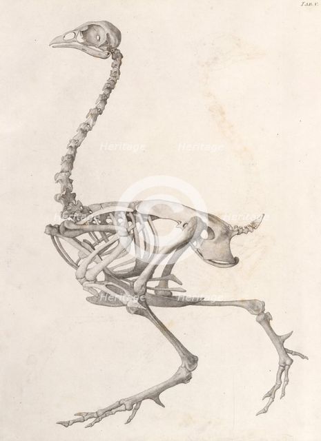 Fowl  Skeleton:  lateral view (A comparative anatomical exposition of the human body..., 1804-06. Creator: George Stubbs.