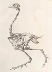 Fowl Skeleton: lateral view (A comparative anatomical exposition of the human body..., 1804-06. Creator: George Stubbs