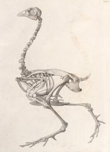 Fowl Skeleton: lateral view (A comparative anatomical exposition of the human body..., 1804-06. Creator: George Stubbs
