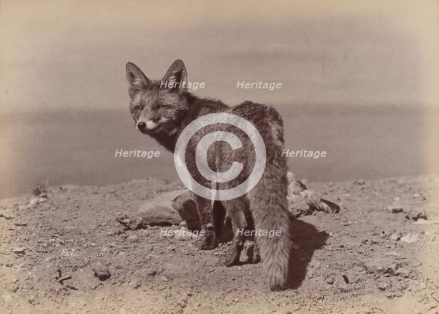 [Fox], 1886. Creator: Ottomar Anschütz.