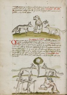 Fox and Wolf before a Lion: Two Wolves under a Tree Dragging Bales..., third quarter of 15th cent. Creator: Unknown