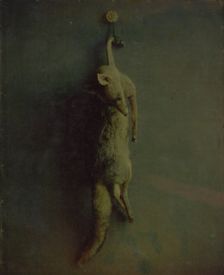 Fox, ca. 1870. Creator: Louis Ducos Du Hauron
