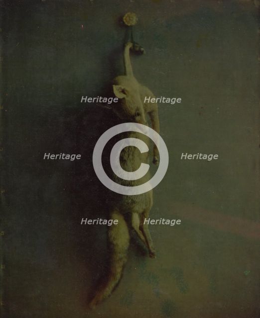 Fox, ca. 1870. Creator: Louis Ducos Du Hauron.