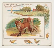Fox, from Quadrupeds series (N41) for Allen & Ginter Cigarettes, 1890. Creator: Allen & Ginter