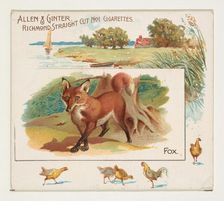 Fox, from Quadrupeds series (N41) for Allen & Ginter Cigarettes, 1890. Creator: Allen & Ginter