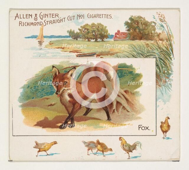 Fox, from Quadrupeds series (N41) for Allen & Ginter Cigarettes, 1890. Creator: Allen & Ginter.