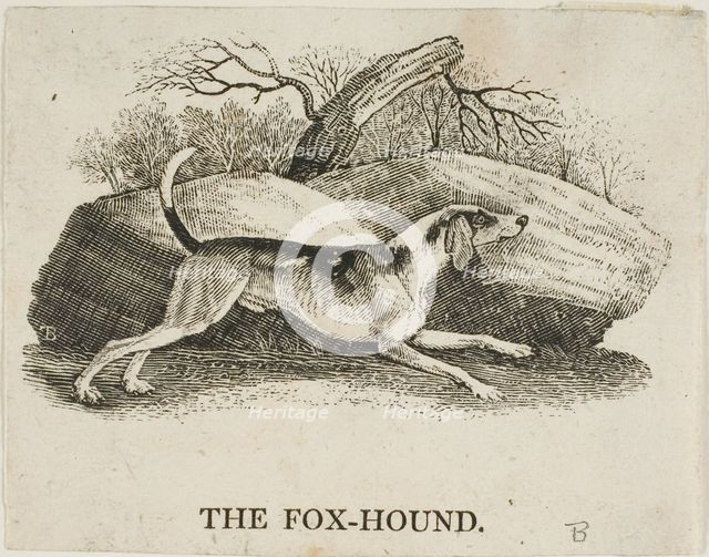 Fox Hound, n.d. Creator: Thomas Bewick.