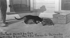 Fox pups raised by cat at Alaska Silver Fox and Fur Farms Co., between c1900 and c1930. Creator: Unknown