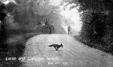 Fox running across the road, Eaton and Gamston Woods, near Retford, Nottinghamshire, 1936