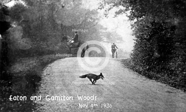 Fox running across the road, Eaton and Gamston Woods, near Retford, Nottinghamshire, 1936. Artist: Unknown