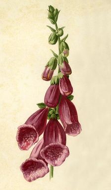 Foxglove 1877. Creator: Frederick Edward Hulme