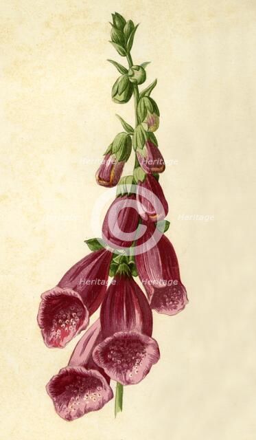 'Foxglove', 1877. Creator: Frederick Edward Hulme.