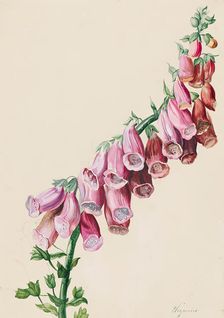 Foxglove, 1830/1840. Creator: Sebastian Wegmayr