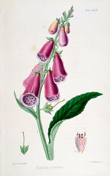 Foxglove (Digitalis purpurea), 19th century. Creator: Unknown