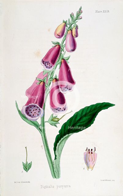 Foxglove (Digitalis purpurea), 19th century. Creator: Unknown.