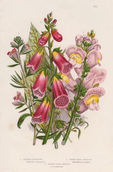 Foxglove (Digitalis purpurea) (centre), c1885. Creator: Unknown