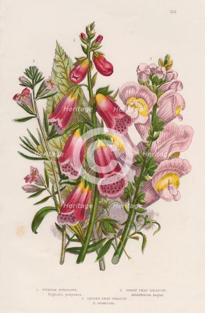 Foxglove (Digitalis purpurea) (centre), c1885. Creator: Unknown.