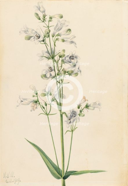 Foxglove Pentstemon (Pentstemon digitalis), 1919. Creator: Mary Vaux Walcott.