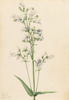 Foxglove Pentstemon (Pentstemon digitalis), 1919. Creator: Mary Vaux Walcott