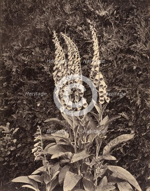 Foxgloves, c. 1860s. Creator: Frank Mason Good.