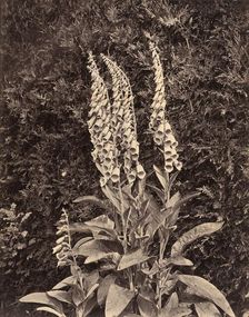 Foxgloves, c. 1860s. Creator: Frank Mason Good