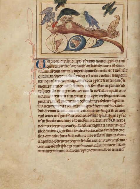 Foxes; Northumberland Bestiary, about 1250-1260. Creator: Unknown.