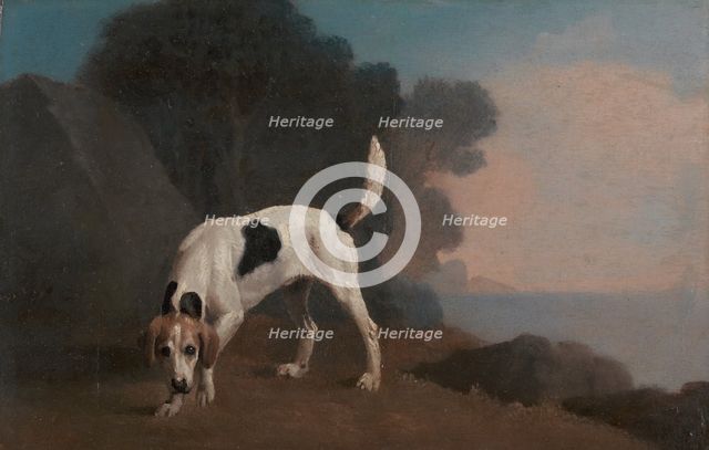 Foxhound;Foxhound on the Scent, ca. 1760. Creator: George Stubbs.
