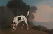 Foxhound;Foxhound on the Scent, ca. 1760. Creator: George Stubbs