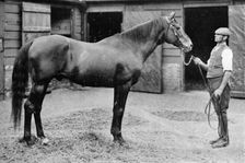 Foxhall 1880-1904, (1911)