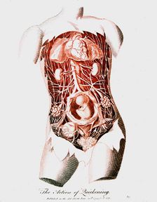 Foetus in uterus at time of quickening when first fetal movements are felt by the mother, c1795