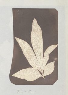 Foglia di Peonia, 1839. Creator: William Henry Fox Talbot