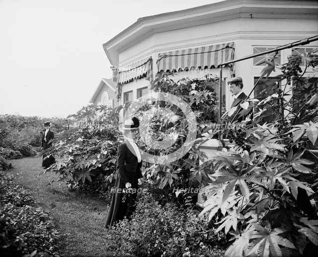 Foliage and east window of officers' club, National Cash Register [Company], Dayton, Ohio, (1902?). Creator: William H. Jackson.